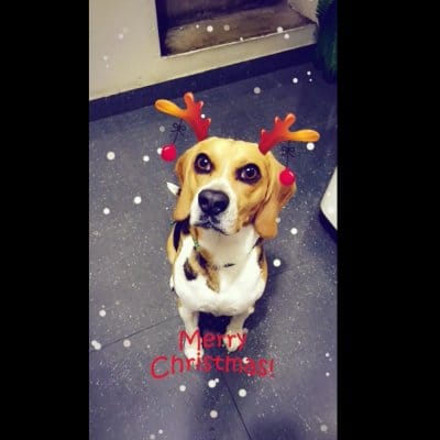 Snapchat: Efectos Lens para perros