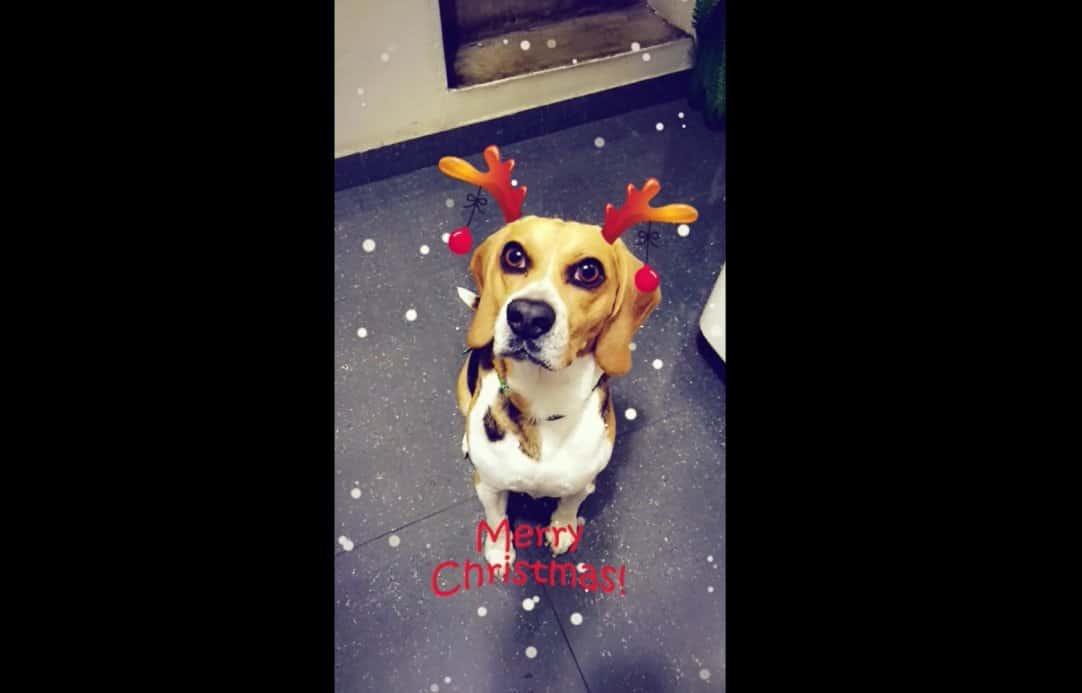 Snapchat: para perros - Emiliusvgs