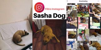 sasha dog filtro instagram