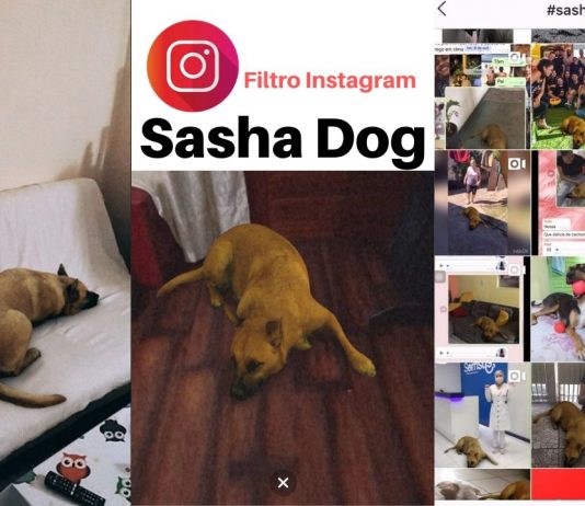 sasha dog filtro instagram