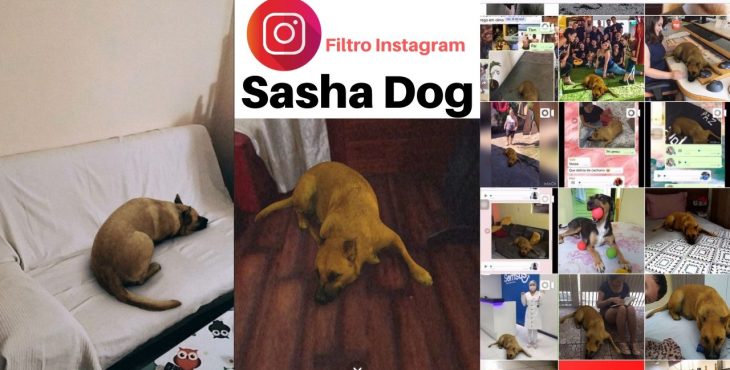 sasha dog filtro instagram