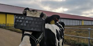 vacas realidad virtual