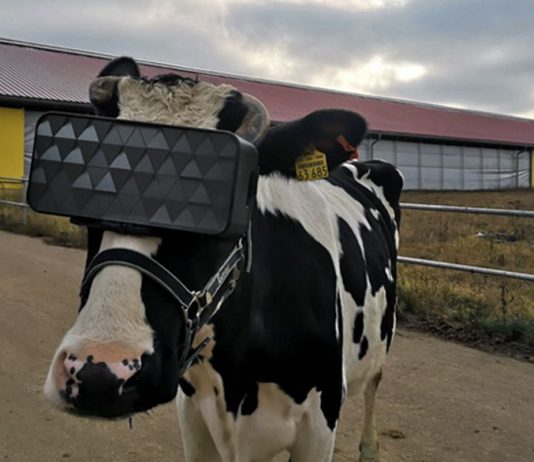 Vacas con visor de realidad virtual para reducir la ansiedad vacas realidad virtual