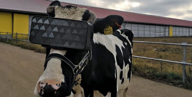 vacas realidad virtual