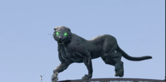 Carolina Panthers Pantera Virtual