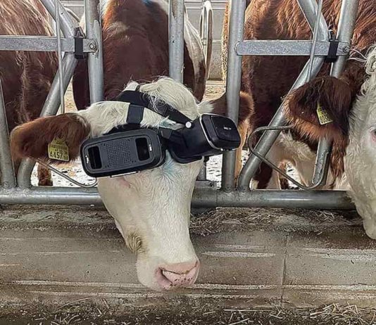 ¿Vacas con gafas de realidad virtual?